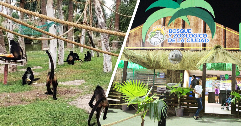 Regresan los Monos Araña al Bosque de Mexicali